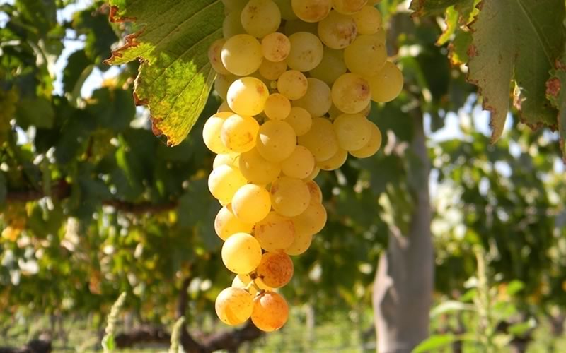 Burbujas de Altura • Proceso: Cosecha de uva de primera calidad