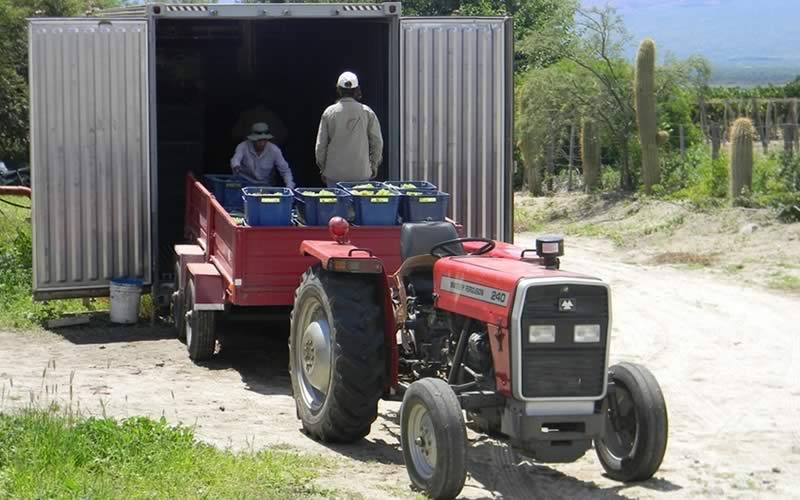 Burbujas de Altura • Proceso: Cosecha y entrega de uva en winería