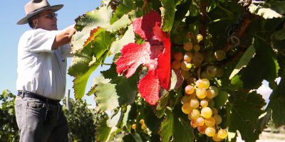 Bodega Burbujas de Altura • 2021 harvest news